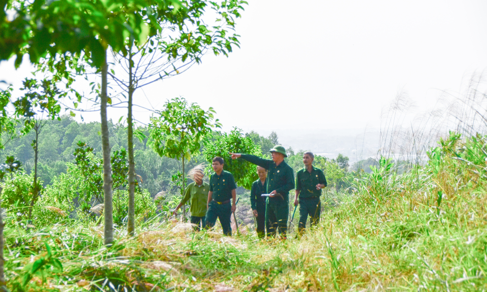 Cựu chiến binh làm kinh tế rừng giỏi