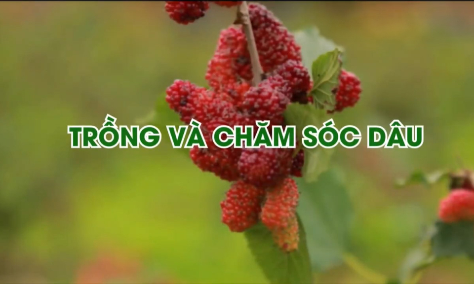 Khoa giáo: Trồng và chăm sóc dâu