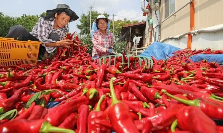 Xuất khẩu ớt sang thị trường Đài Loan (Trung Quốc) tăng đột biến 640%