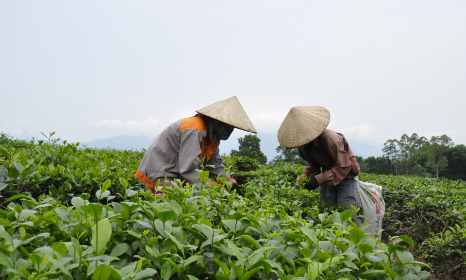 广宁省海河茶品牌走进国际市场展望