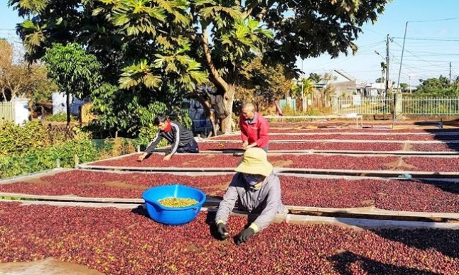 Xuất khẩu cà phê có thể đạt kỷ lục 5 tỉ USD trong năm 2024