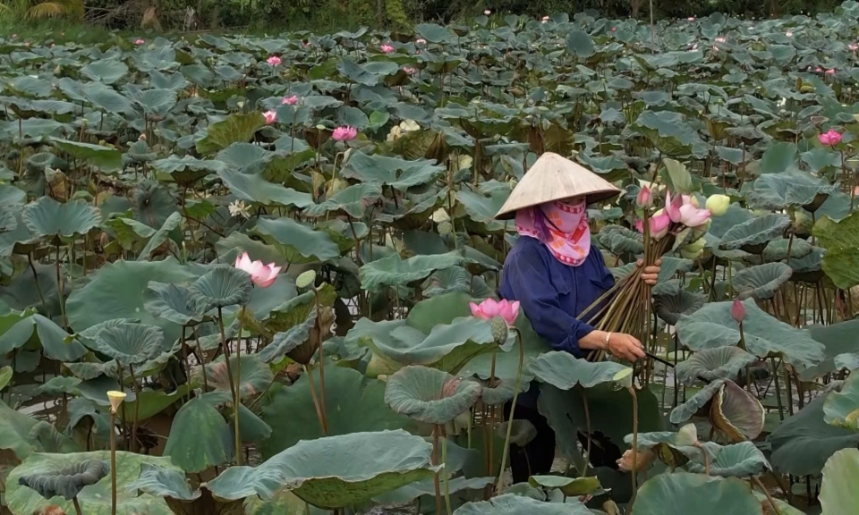 Đông Triều: Sen nở trên đất ao, đầm bỏ hoang