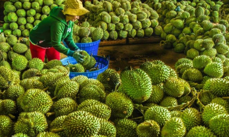 Sầu riêng đông lạnh, dừa tươi sẽ xuất chính ngạch sang Trung Quốc