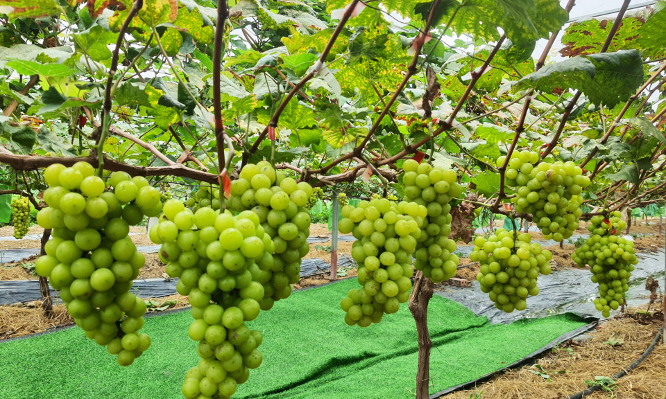 Người tiên phong trồng nho sữa ở Đông Triều