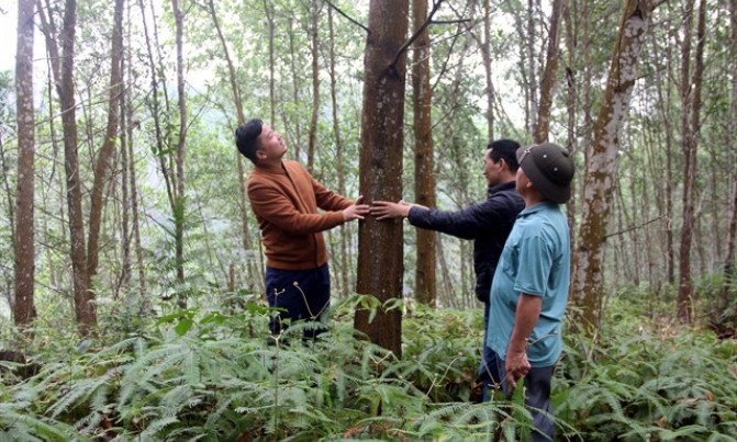 Việt Nam aims to reach $25 billion in wood and timber exports by 2030