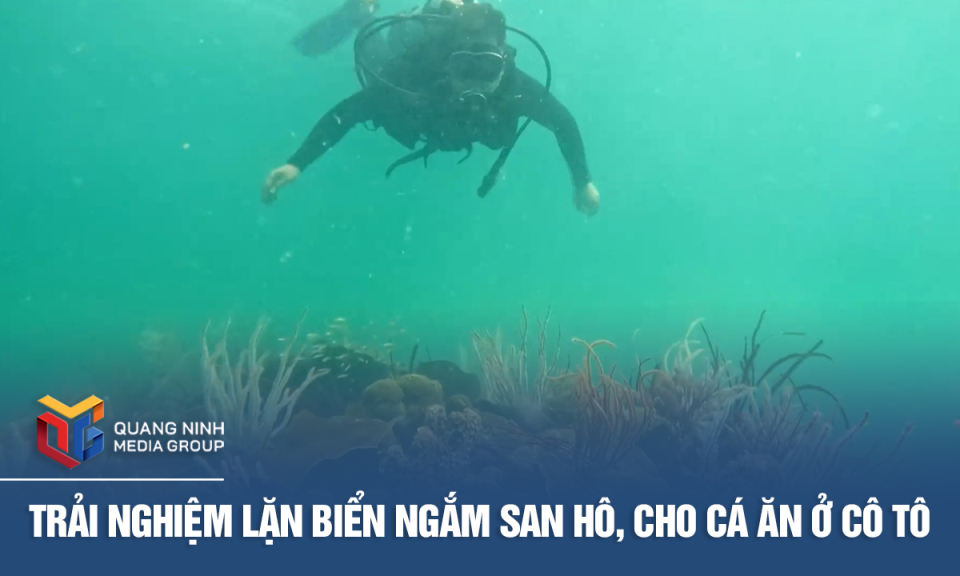 Trải nghiệm lặn biển ngắm san hô, cho cá ăn ở Cô Tô