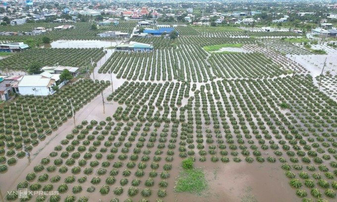 Nhà cửa, vườn thanh long ở Bình Thuận chìm trong biển nước