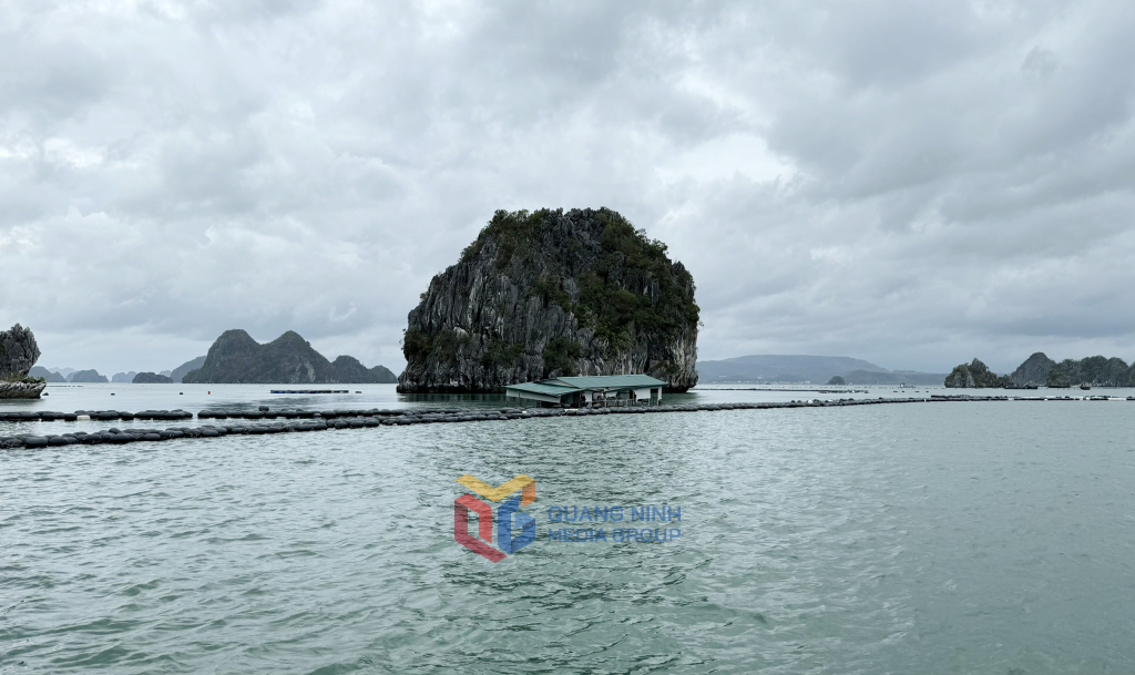 Qua thống kê bước đầu, gần như toàn bộ diện tích đang nuôi trồng thủy sản của người dân Vân Đồn bị bão số 3 xóa sổ, với tổng số 1.338 cơ sở bị thiệt hại. Ảnh: Mạnh Trường