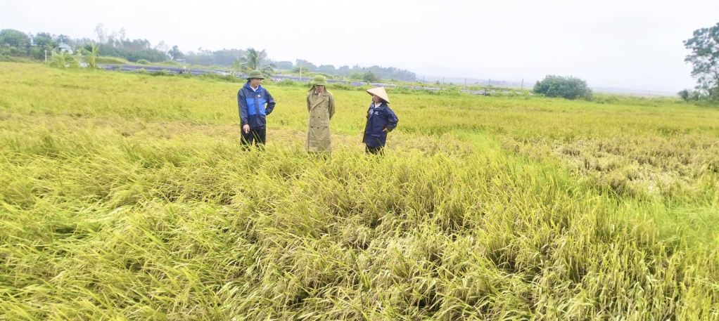 Cán bộ chuyên môn phòng NN&PT nông thôn huyện; Trung tâm dịch vụ kỹ thuật nông nghiệp huyện trực tiếp xuống đồng hướng dẫn bà con thôn 9, xã Quảng Minh biện pháp  khắc phục diện tích lúa bị ngập lụt.