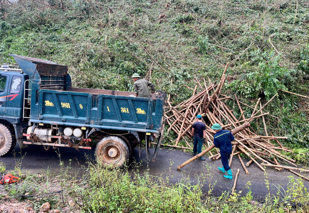 Người dân tranh thủ tận thu gỗ.