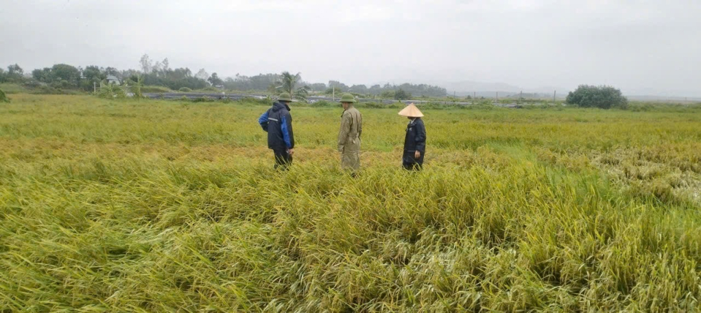 TX Đông Triều cho vận hành hết công suất các trạm bơm để tăng cường tiêu thoát nước, giảm thiểu việc giảm năng suất, sản lượng cây trồng.