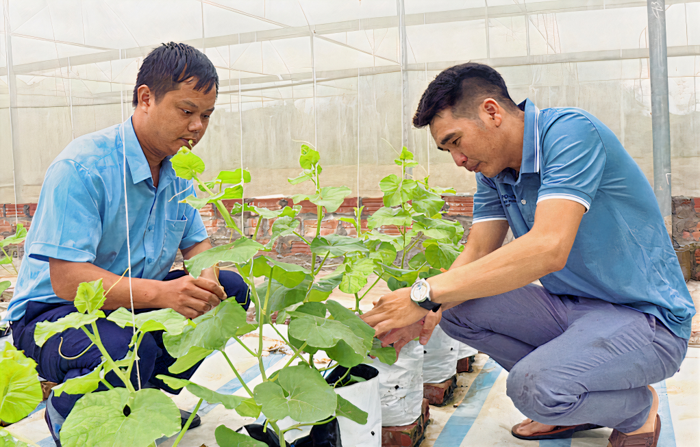 Anh Trương Thế Đô (bên phải) , xã Đại Bình, huyện Đầm Hà với mô hình trồng dưa lưới trong nhà màng cho hiệu quả kinh tế cao.