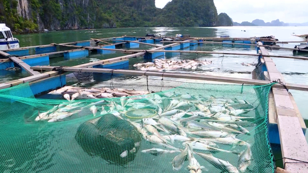 Hơn 32.000 tấn thủy sản đến kỳ thu hoạch của trên địa bàn huyện Vân Đồn bị thiệt hại do bão số 3