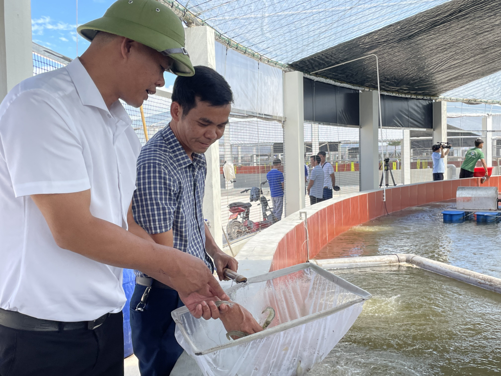 Mô hình nuôi tôm công nghệ cao của gia đình anh Đặng Bá Mạnh (xã Cộng Hòa,TP Cẩm Phả) cho thu nhập cao. Ảnh: Nguyên Ngọc