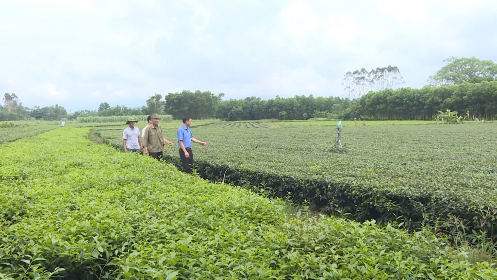 Hiện nay ông Cử đang từng bước bàn giao việc canh tác vườn chè cho con trai mình.