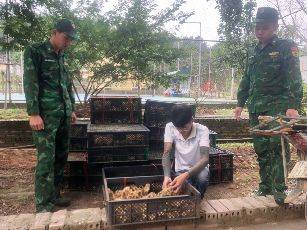 Đối tượng Lạc A Lường và số gà giống bị Đồn BPCK Hoành Mô bắt giữ. 