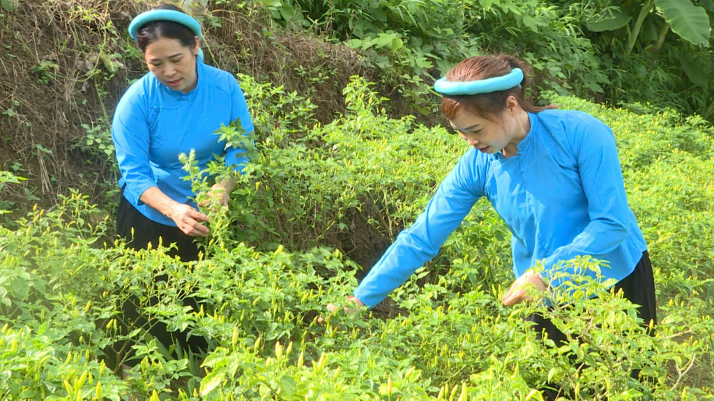 Mô hình trồng cây ớt chào mào của người dân xã Đại Dực (Tiên Yên) mang lại hiệu quả kinh tế gần 70 triệu đồng/ha/năm. Ảnh: Phạm Hải