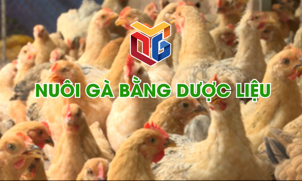 Nuôi gà bằng dược liệu