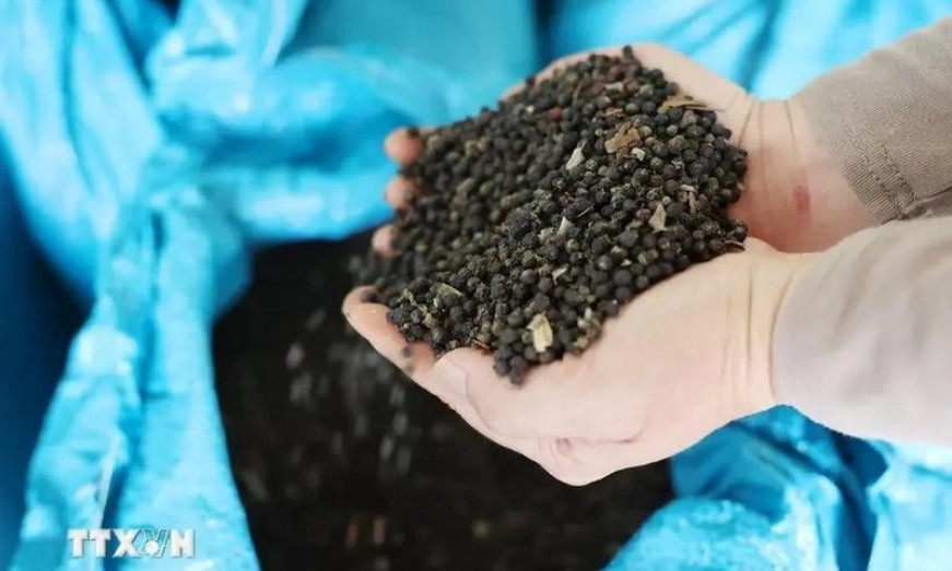 Vietnam pepper exports to top 1 billion USD in 2024 