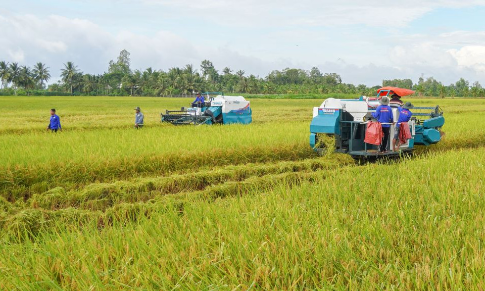 Giảm chi phí, tăng lợi nhuận từ trồng lúa chất lượng cao