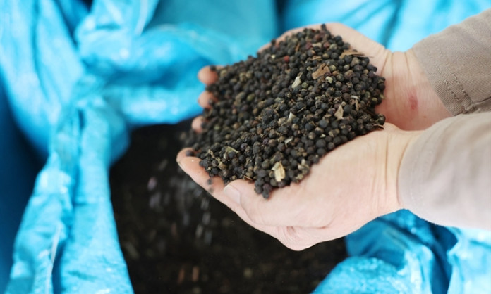 Việt Nam pepper exports to top $1 billion this year