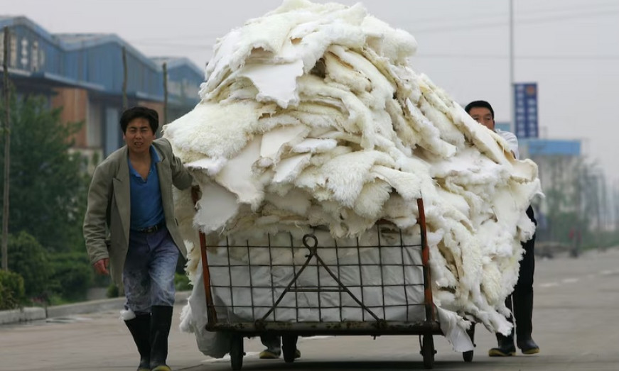 Nature: Phát hiện nhiều loại virus mới tại trang trại nuôi động vật lấy lông ở Trung Quốc