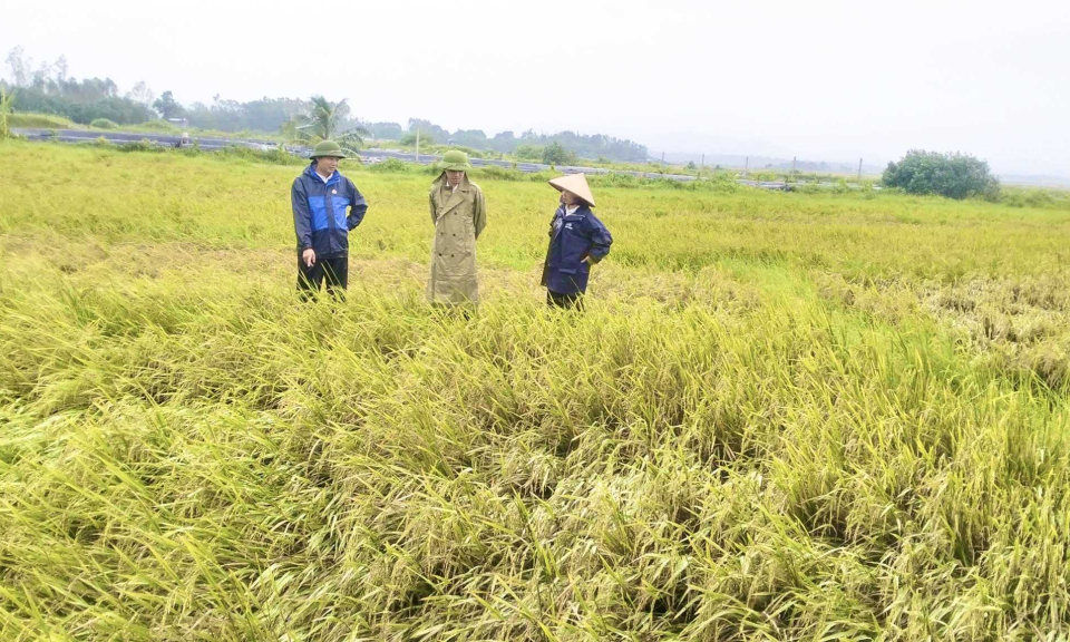 Ngành nông nghiệp Hải Hà tập trung khắc phục hậu quả bão số 3