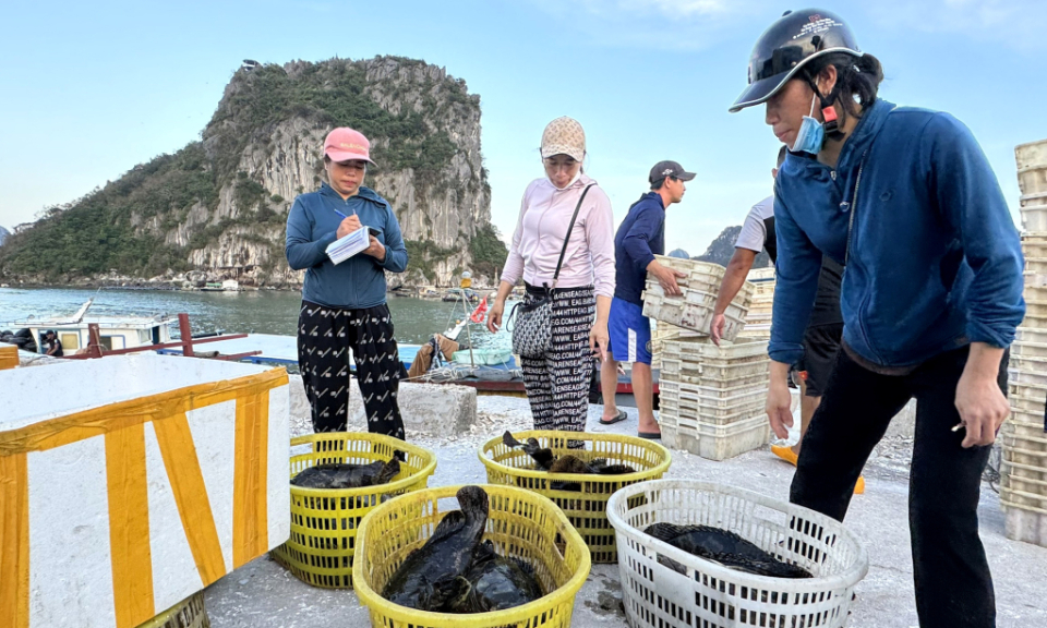 Quảng Ninh khôi phục sản xuất, lao động sau bão