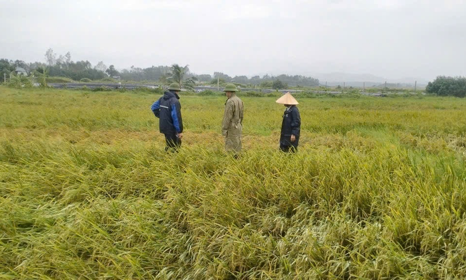 TX Đông Triều: Chạy đua cứu hơn 2.000ha lúa, màu bị ngập