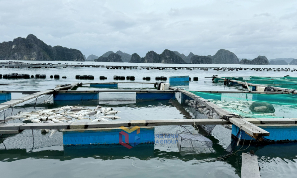 Cần chính sách chuyên biệt, đặc thù sau bão