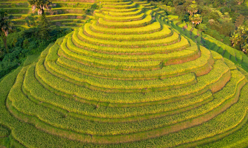 ‘Mùa vàng’ trên ruộng bậc thang ở Hà Giang, Yên Bái sau bão lũ