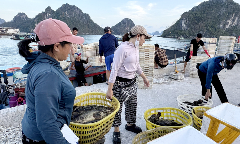 Sớm tháo gỡ khó khăn cho người nuôi trồng thủy sản ở Vân Đồn