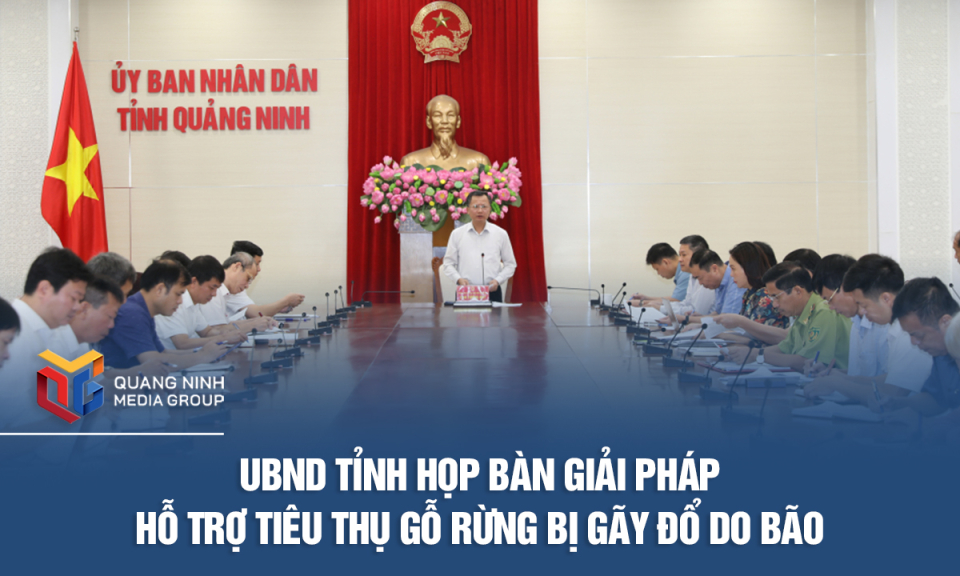 UBND tỉnh họp bàn giải pháp hỗ trợ tiêu thụ gỗ rừng bị gãy đổ do bão