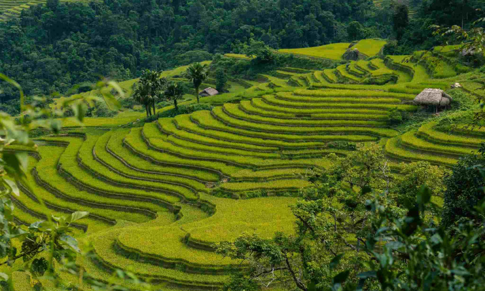 Ngắm mùa lúa chín ở Hà Giang vẹn nguyên sau bão lũ