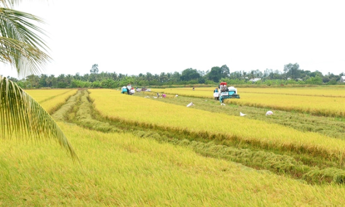 Mekong Delta rice projects: early wins, ongoing hurdles