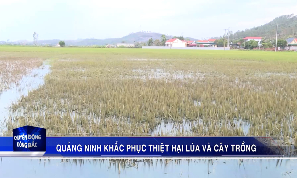 Quảng Ninh khắc phục thiệt hại lúa và cây trồng