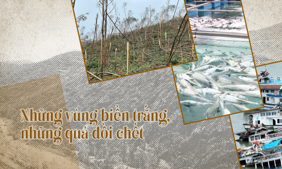 Những vùng biển trắng, những quả đồi chết