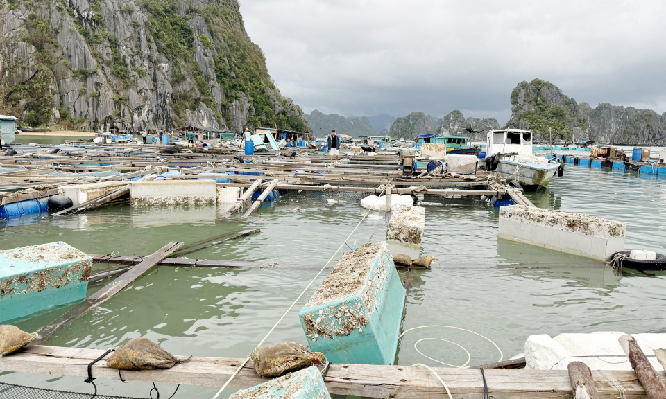 Triển khai thực hiện chính sách khoanh nợ cho khách hàng vay vốn bị thiệt hại do cơn bão số 3 