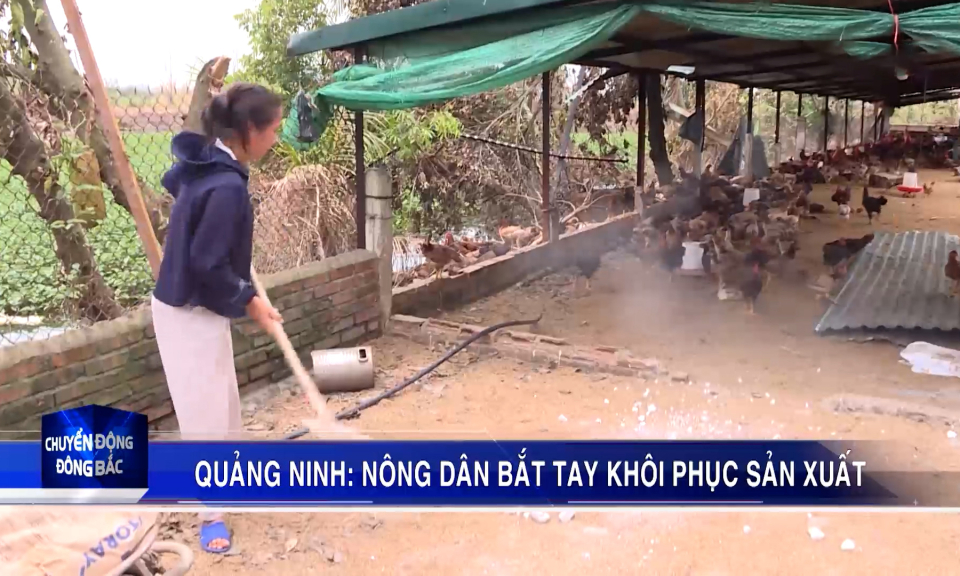 Quảng Ninh: Nông dân bắt tay khôi phục sản xuất