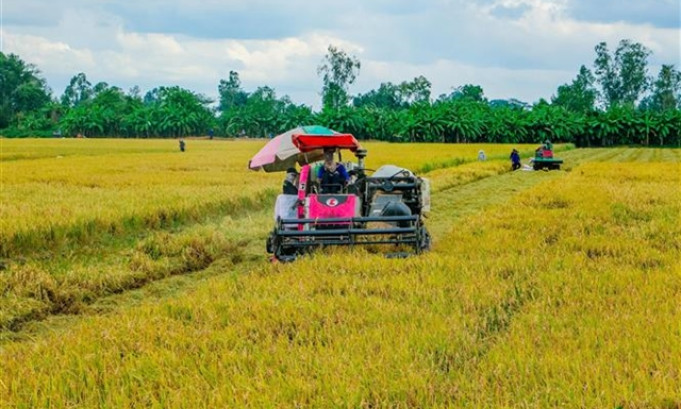 Việt Nam, WB look to reduce emissions in rice cultivation