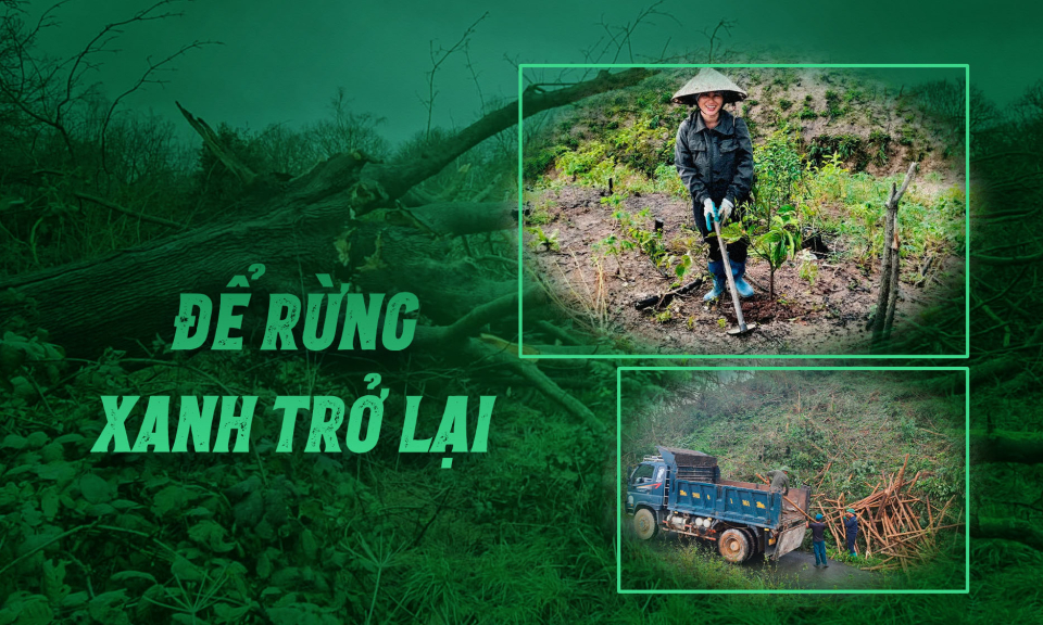 Để rừng xanh trở lại