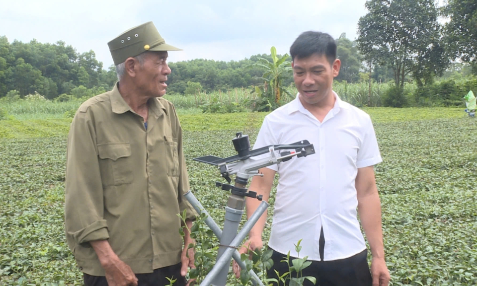 Người nặng tình với cây chè Hải Hà