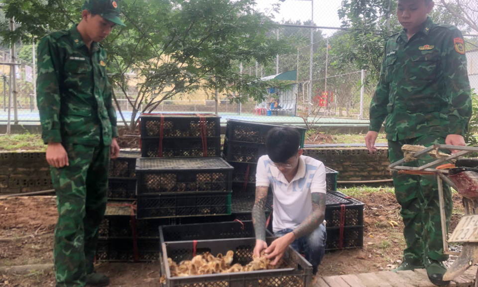Đồn BPCK Hoành Mô: Bắt vụ vận chuyển 6.000 con gà giống không rõ nguồn gốc