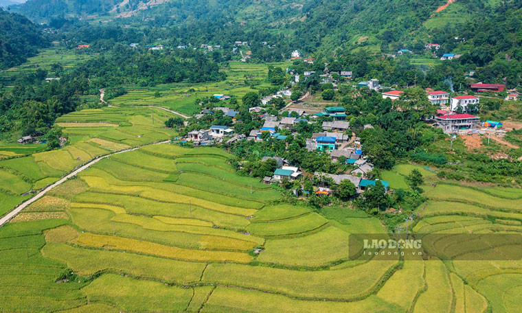 Mùa vàng trên cánh đồng lúa Séng Cù sau bão