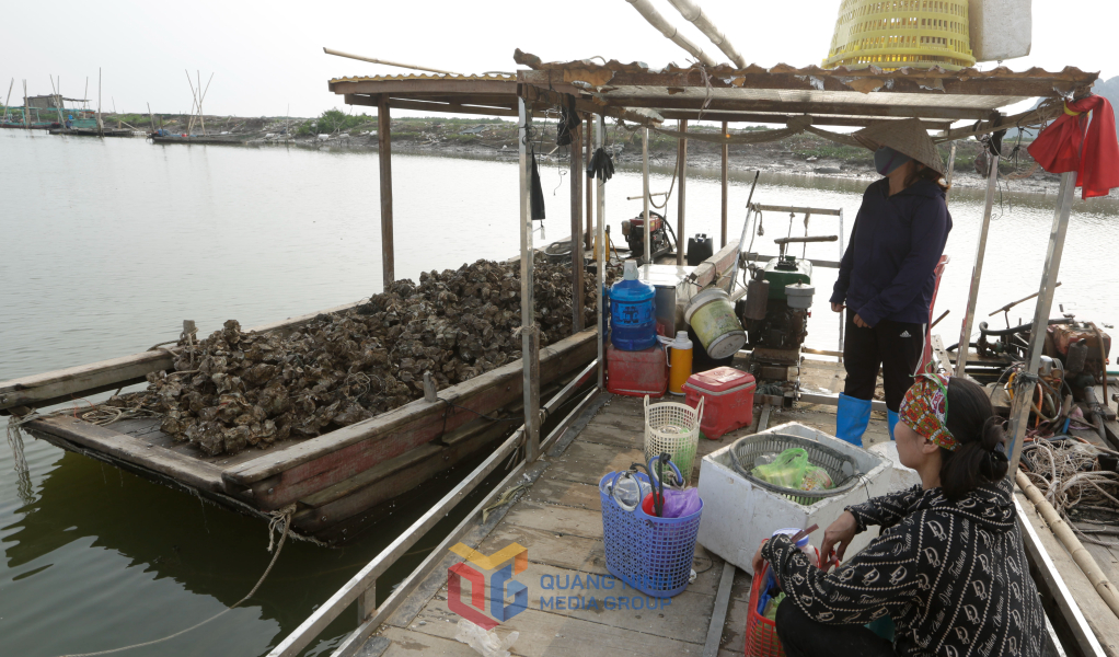 Nỗi buồn của các chủ nuôi hà, anh giang, hà quảng yên