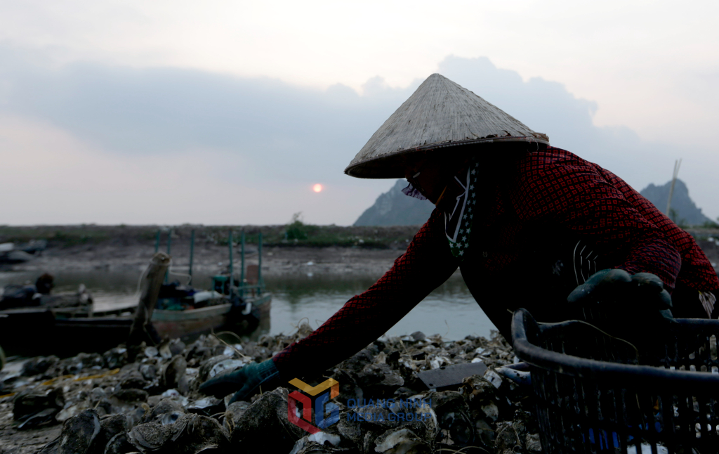 Khi mặt trời nặn người phụ nữ này vẫn cặm cụi nhặt hà, anh giang, hà quảng yên