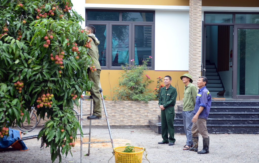 Mô hình trồng vải chín sớm của CCB Nguyễn Công Huân (ngoài cùng, bên phải) ở khu Phong Thái, phường Phương Nam, TP Uông Bí, cho hiệu quả kinh tế cao.