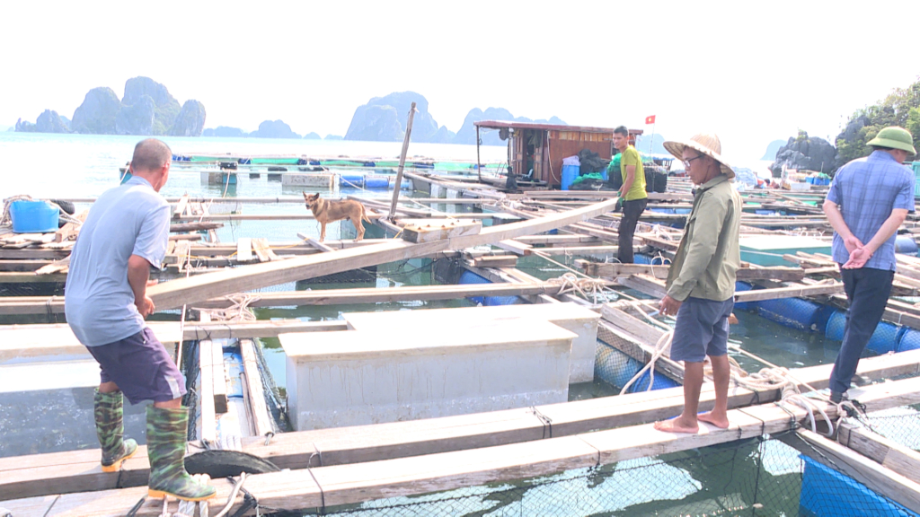Ông Phạm Văn Đông, một trong những hộ nuôi cá lồng bè lâu năm ở khu vực Hòn Béo Cò, Thị trấn Cái Rồng