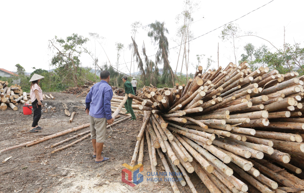 các hộ khai thác keo, bạch đàn bị ảnh hưởng do báo đem bán, anh giang