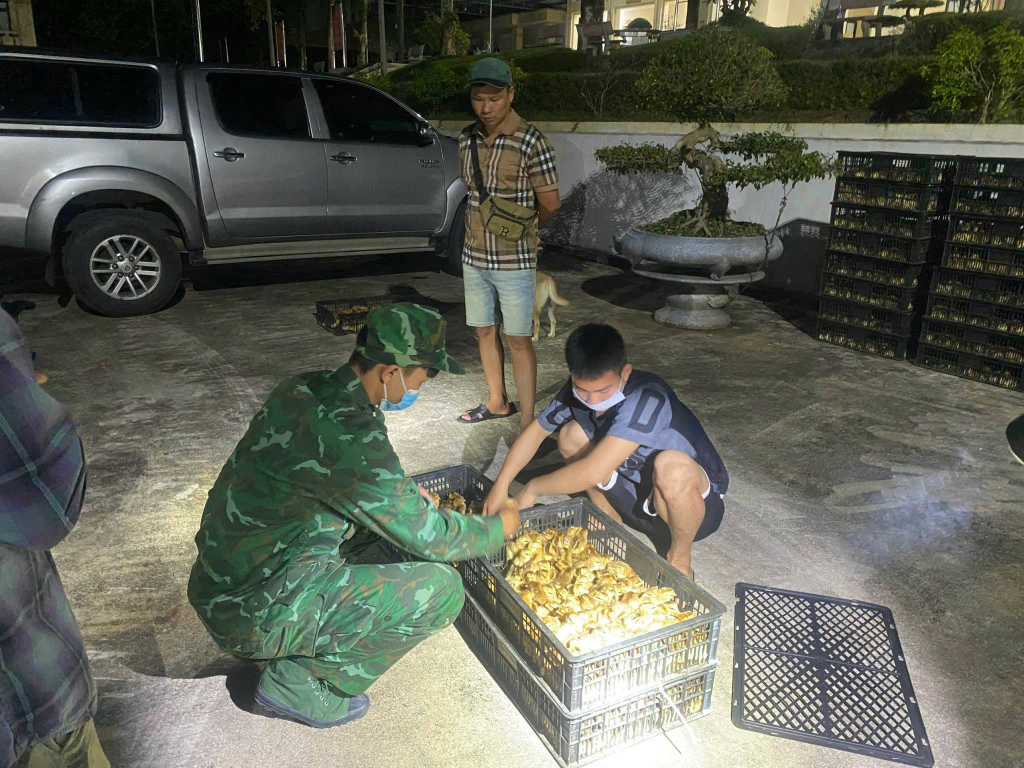 Bùi Xuân Trường cùng tang vật 12.000 con gà giống tại Đồn BP Quảng Đức